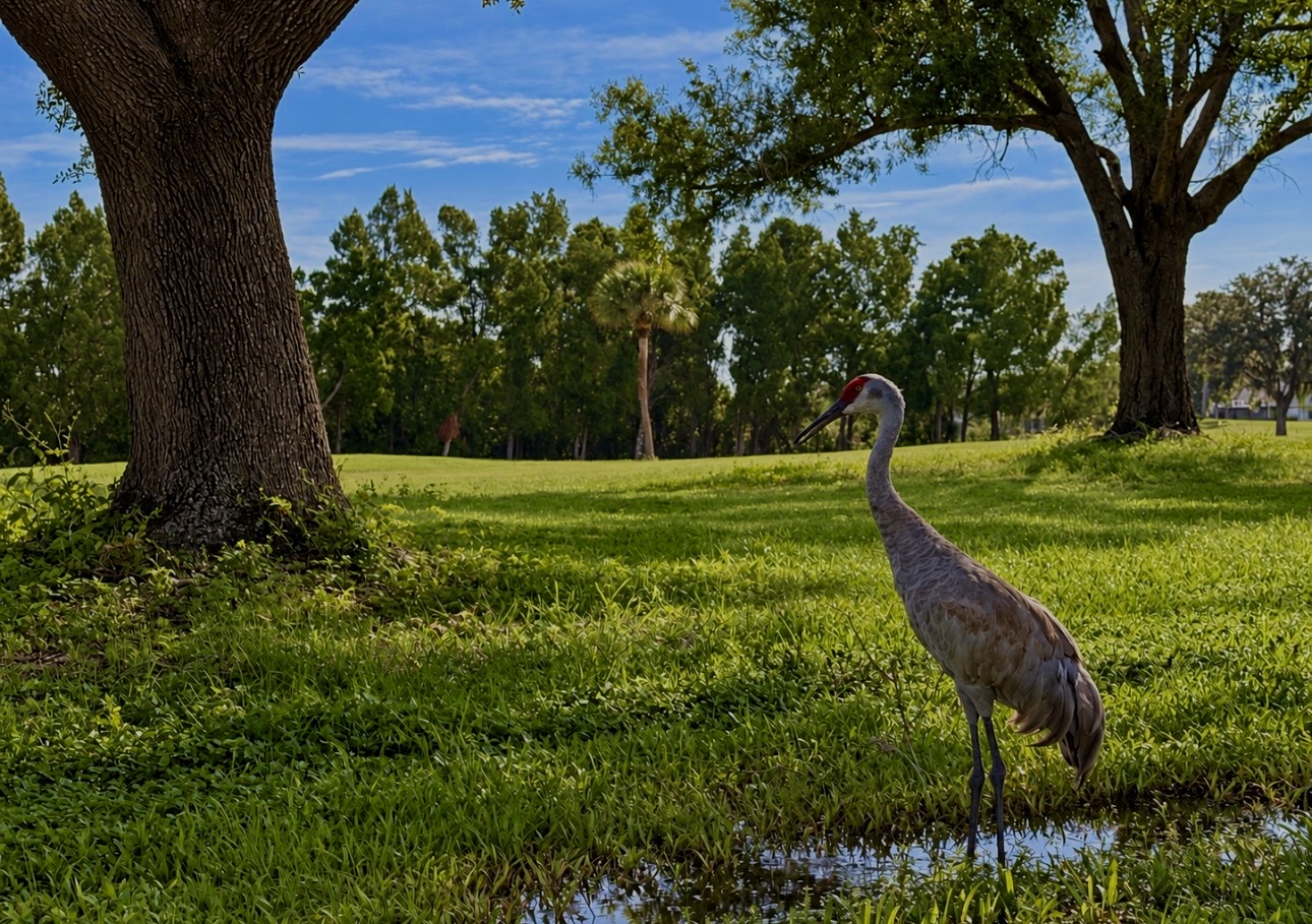 Sandhill Crane At Caloosa Country Club Estates